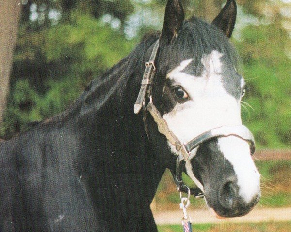 Deckhengst Custom Built Fleet (Paint Horse,  , von Jr Norfleet)