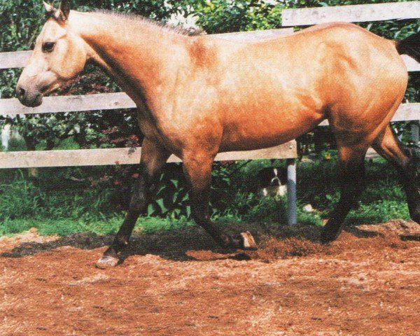 Pferd Commander Jackson (Quarter Horse, 1993, von Mr XL Jackson)