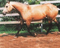 horse Commander Jackson (Quarter Horse, 1993, from Mr XL Jackson)