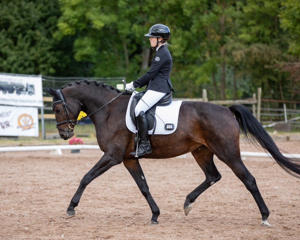 dressage horse Solange 4 (Bavarian, 2008, from Abydos)