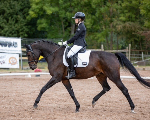 dressage horse Solange 4 (Bavarian, 2008, from Abydos)