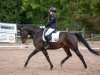dressage horse Solange 4 (Bavarian, 2008, from Abydos)