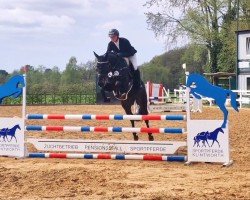 broodmare Check it out 11 (Hanoverian, 2020, from K.i Checkter)