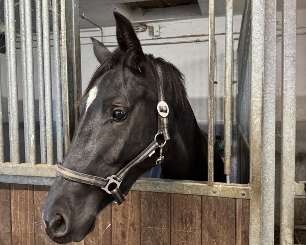 jumper Rose (Oldenburg, 2022, from Cornet de Semilly)