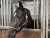 jumper Rose (Oldenburg, 2022, from Cornet de Semilly)