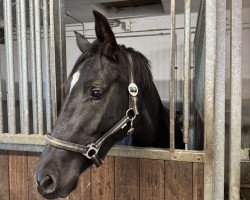 jumper Rose (Oldenburg, 2022, from Cornet de Semilly)