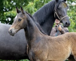 Springpferd Ludovic Z (Zangersheide Reitpferd, 2021, von Le Blue Diamond v't Ruytershof)