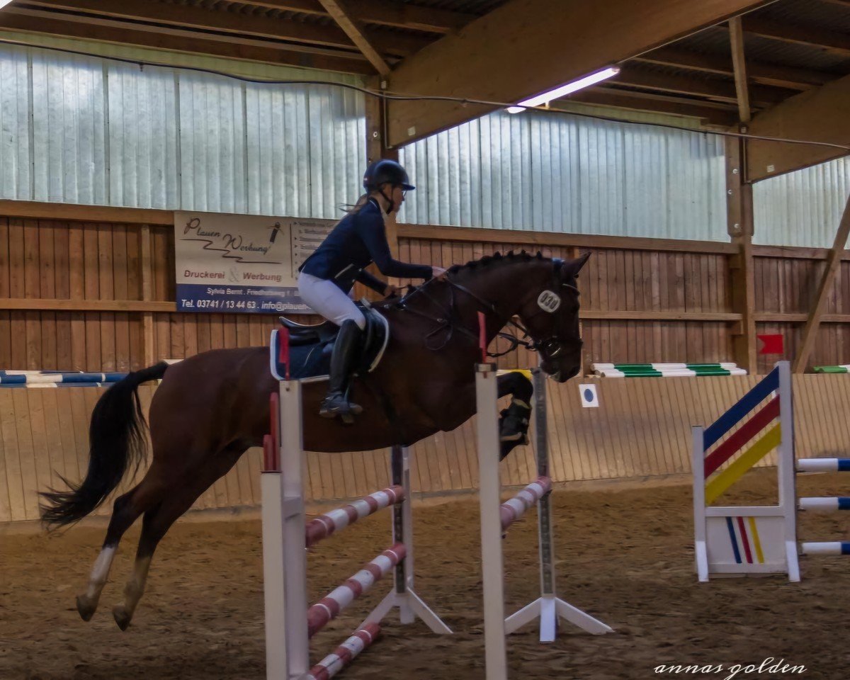 jumper Little Luzifer S (German Sport Horse, 2013, from Liberator 2574)