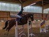 jumper Little Luzifer S (German Sport Horse, 2013, from Liberator 2574)