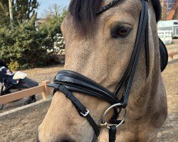 Dressurpferd D-Power's Sweet Kiss NET (Westfale, 2019, von D-Power AT)