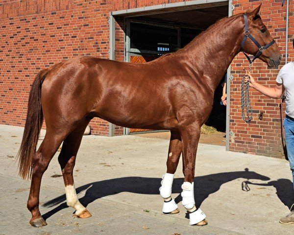 dressage horse Max (Hanoverian, 2021, from Belissimo NRW)