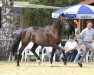 broodmare Stute von Pilothago / Converter (Westphalian, 2014, from Pilothago Dxb)