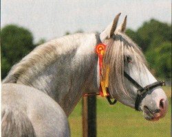 Pferd Alberno (Pura Raza Espanola (PRE), 2008, von Pirata X)