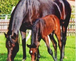 horse GHS Nessaj (Arabian, 2011, from Sharkassow ox)