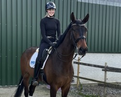 dressage horse Daddy's Dreamer (Hanoverian, 2005, from Davignon I)