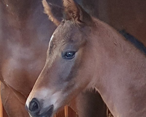 eventing horse Seekrone (Trakehner, 2021, from Kronberg)