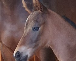 Pferd Seekrone (Trakehner, 2021, von Kronberg)