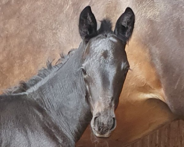 dressage horse Hirschberg (Trakehner, 2021, from Dezember)