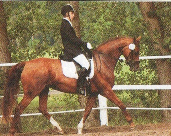 horse Alisa 39 (Oldenburg, 2003, from Rhodes Scholar)