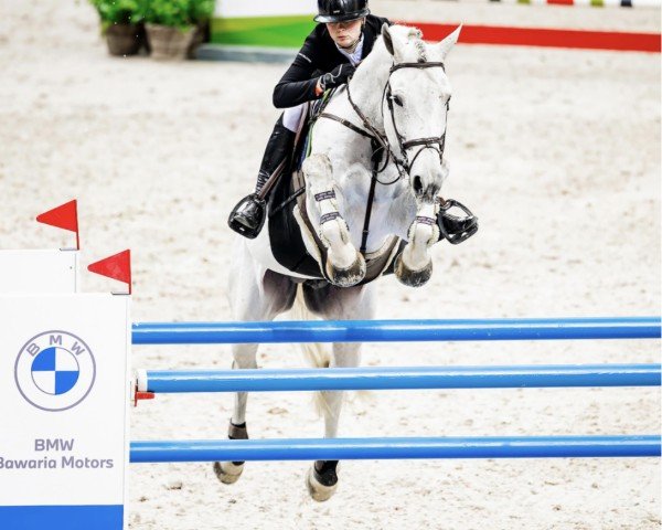 jumper Cobalt De Quélennec Z (Zangersheide riding horse, 2016, from Cornet Obolensky)