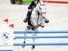 jumper Cobalt De Quélennec Z (Zangersheide riding horse, 2016, from Cornet Obolensky)