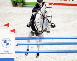 jumper Cobalt De Quélennec Z (Zangersheide riding horse, 2016, from Cornet Obolensky)