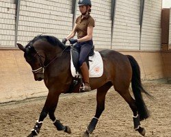 dressage horse L'escalier 3 (Rhinelander, 2010, from Lord Loxley I)