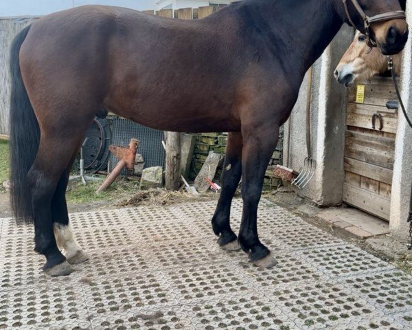horse Erlkönig D (Sachs-door. Heavy Warmbl., 2018, from Eros)