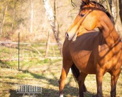 Zuchtstute Goldina (Deutsches Reitpony, 2008, von Da Capo)