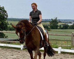 Dressurpferd Rock it Diamond (Hannoveraner, 2010, von Rohdiamant)
