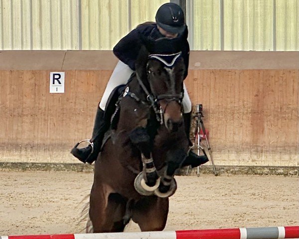 Springpferd Novaculiet (KWPN (Niederländisches Warmblut), 2018, von Connect)