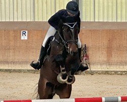 jumper Novaculiet (KWPN (Royal Dutch Sporthorse), 2018, from Connect)