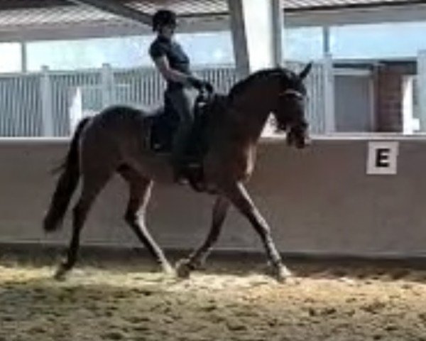 jumper Ponti (Westphalian, 2013, from Ullrich Equine's Pontecini)
