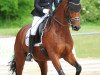 dressage horse St.Tropez 4 (Oldenburg, 2013, from San Amour I)