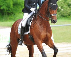 dressage horse St.Tropez 4 (Oldenburg, 2013, from San Amour I)