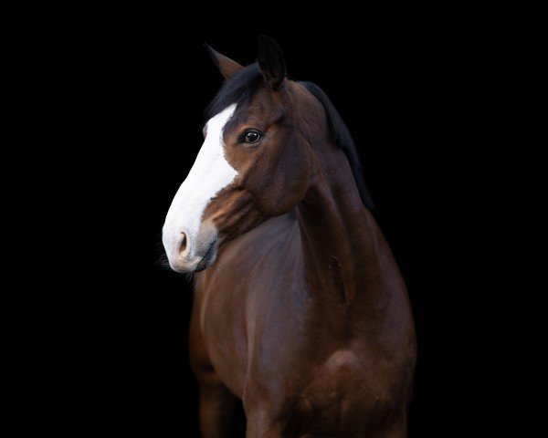 jumper DI-COCO-H (Oldenburg show jumper, 2017, from Diamant de Quidam - H OLD)