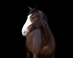 Springpferd DI-COCO-H (Oldenburger Springpferd, 2017, von Diamant de Quidam - H OLD)