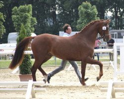 horse Stute von Peking / Don Bedo I (Westfale, 2014, from Peking)