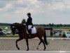 dressage horse Daily Harmony (Hanoverian, 2017, from DSP de Sandro)