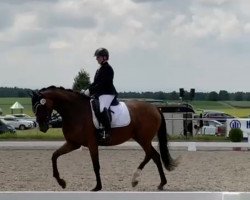 dressage horse Daily Harmony (Hanoverian, 2017, from DSP de Sandro)