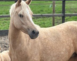 dressage horse Call me Barbie P (German Riding Pony, 2021, from Golden West NRW)