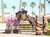 jumper Chacky Z (Zangersheide riding horse, 2019, from Chacfly PS)