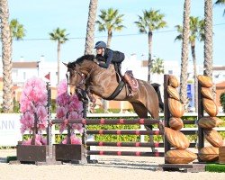 jumper Chacky Z (Zangersheide riding horse, 2019, from Chacfly PS)