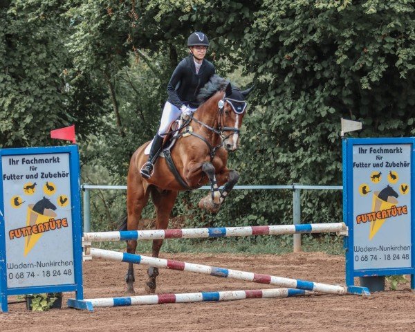 jumper Calamero (KWPN (Royal Dutch Sporthorse), 2015, from Zavall VDL)