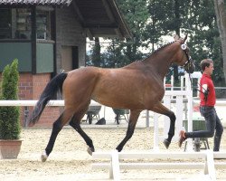 broodmare Estelle 81 (Westphalian, 2014, from Escolar)