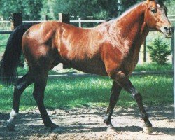 Pferd Pocodo (Quarter Horse, 1976, von Doc Bar)