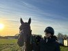 jumper Karlotta ST (Westphalian, 2018, from TSF Kros)
