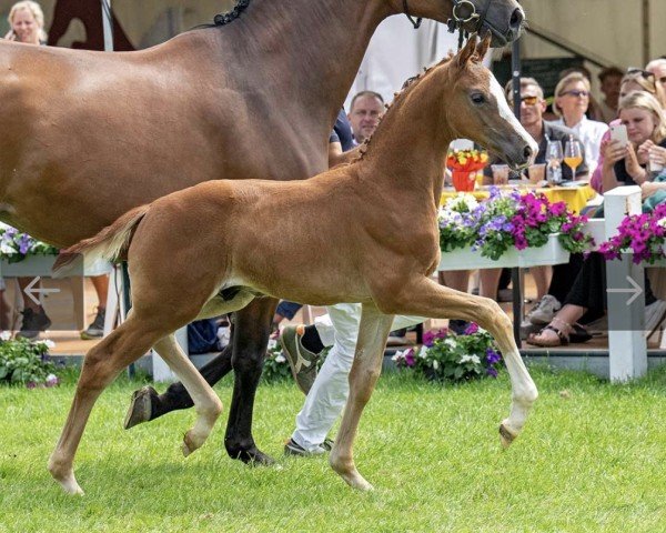 Dressurpferd Invincible (Westfale, 2023, von Iron)