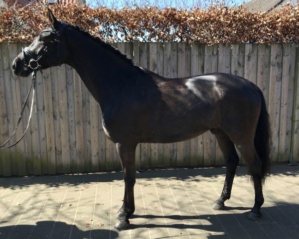 dressage horse Felix W 6 (Westphalian, 2016, from Fürsten-Look)