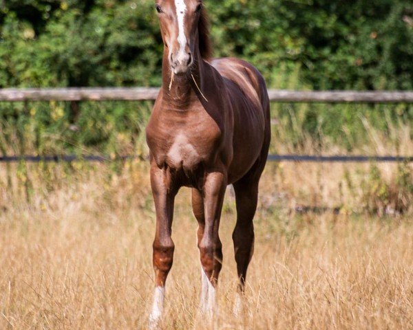 Dressurpferd Jealousity Sunday (Westfale, 2019, von Janeiro Platinum)